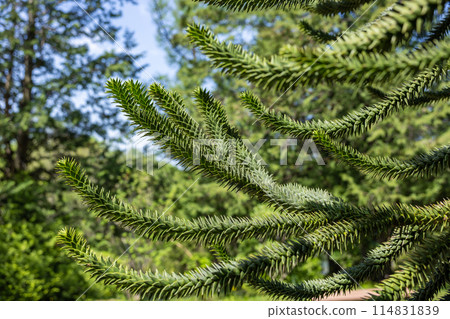 A chili pine branch with many thorns 114831839
