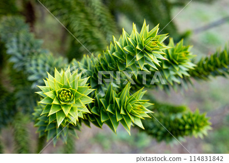 The shape of the tip of a Chilean pine branch with many thorns 114831842