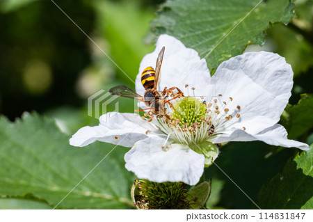 黑莓蜂從黑莓花中吸取花蜜 114831847