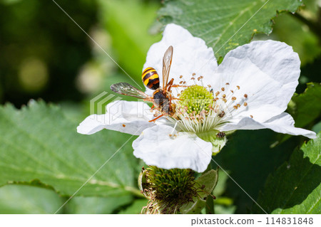黑莓蜂從黑莓花中吸取花蜜 黑莓蜂從黑莓花中吸取花蜜 114831848