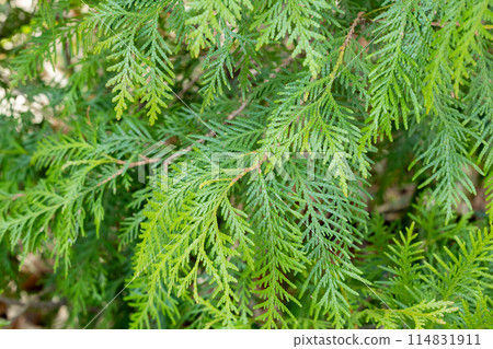 Young leaves of Oriental arborescens in the forest Young leaves of Oriental arborescens in the forest 114831911