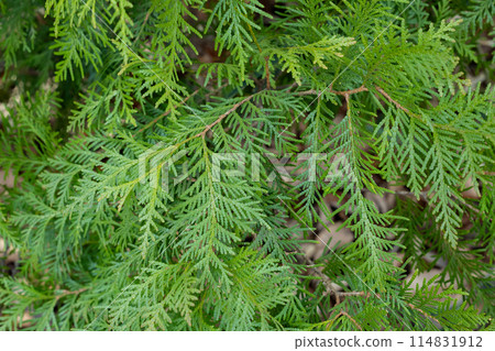 Young leaves of Oriental arborescens in the forest Young leaves of Oriental arborescens in the forest 114831912