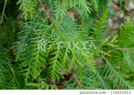 Young leaves of Oriental arborescens in the forest Young leaves of Oriental arborescens in the forest 114831913