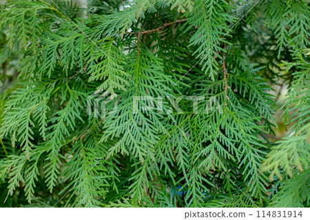 Young leaves of Oriental arborescens in the forest Young leaves of Oriental arborescens in the forest 114831914