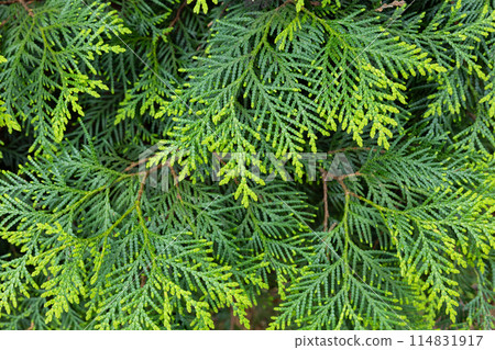 Young leaves of Oriental arborescens in the forest 114831917