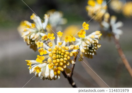 Cute Mitsumata flowers blooming in the spring forest 114831979