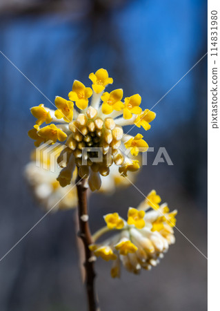 Cute Mitsumata flowers blooming in the spring forest 114831980