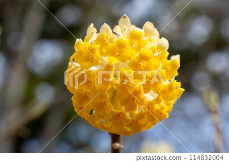 可愛的三俁花在春天的森林裡綻放 可愛的三俁花在春天的森林裡綻放 114832004
