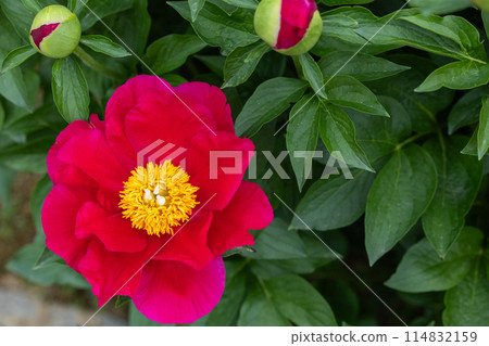 Beautiful and pretty red peony flowers blooming in the garden Beautiful and pretty red peony flowers blooming in the garden 114832159