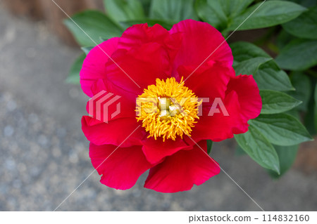 Beautiful and pretty red peony flowers blooming in the garden 114832160