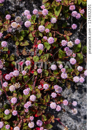 庭園中盛開著淡粉紅色花朵的姬鶴蕎麥 114832201