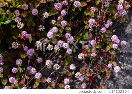 庭園中盛開著淡粉紅色花朵的姬鶴蕎麥 庭園中盛開著淡粉紅色花朵的姬鶴蕎麥 114832204