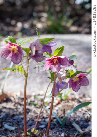 Pink Christmas rose blooming in early spring garden 114832265