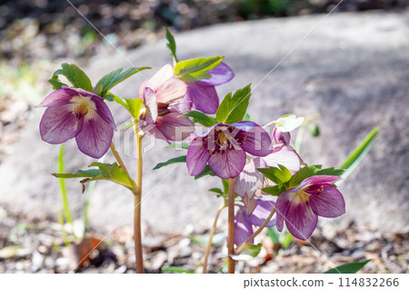 早春花園裡盛開的粉色聖誕玫瑰 114832266