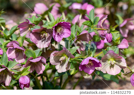 Pink Christmas rose blooming in early spring garden 114832270