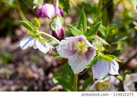 早春花園裡盛開的粉紅色斑點聖誕玫瑰 114832275