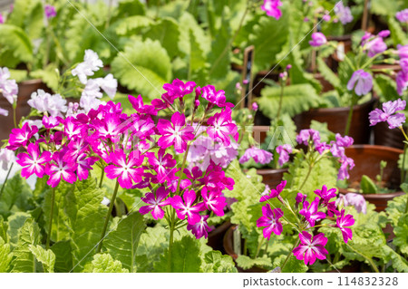 Pink primrose flowers blooming in a spring garden Pink primrose flowers blooming in a spring garden 114832328
