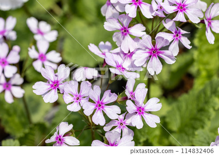 春天花園裡盛開的白色報春花 114832406