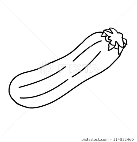 Summer vegetables: Simple line drawing and coloring of zucchini illustration 114832460