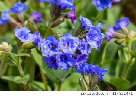 Cobalt blue Pulmonaria flowers blooming in a spring garden 114832471