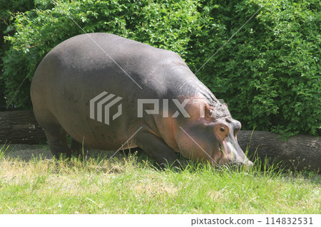 hippo in the grass 114832531