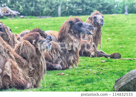 camels in the green garden 114832533