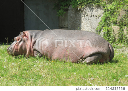 hippo in the grass 114832536