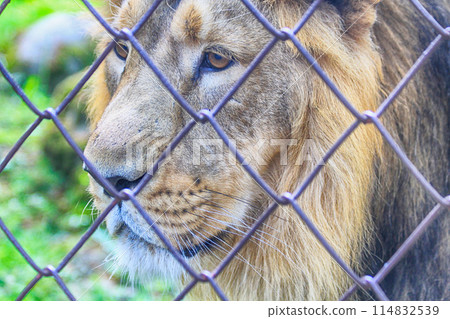 lion in the prison 114832539