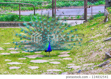 nice peacock in the garden nice peacock in the garden 114832541