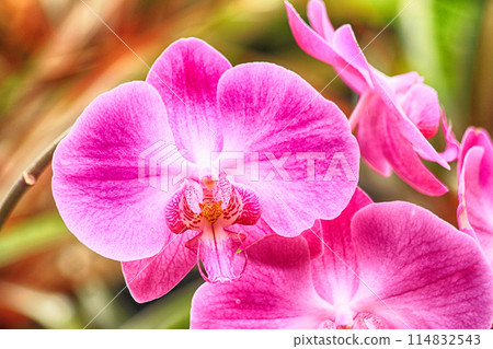 orchid flower texture orchid flower texture 114832543