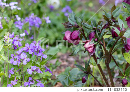 開花在早春庭院裡的深紫色聖誕玫瑰 114832550