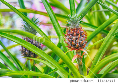 fresh pineapple plants 114832551