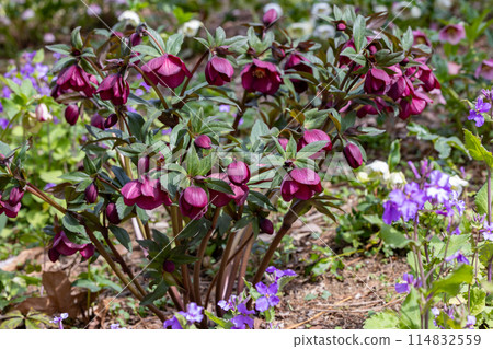 開花在早春庭院裡的深紫色聖誕玫瑰 114832559