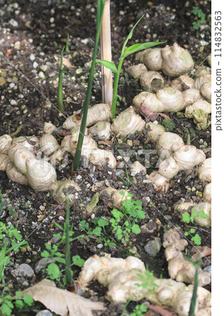 ginger plant in the garden 114832563