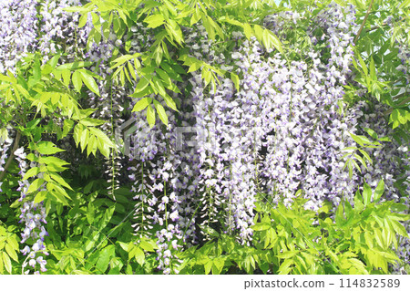 violet wisteria flowers 114832589