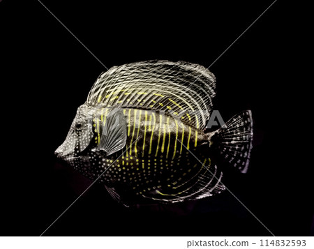 tang fish isolated 114832593