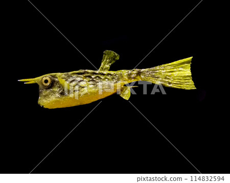 Longhorn Cowfish isolated 114832594