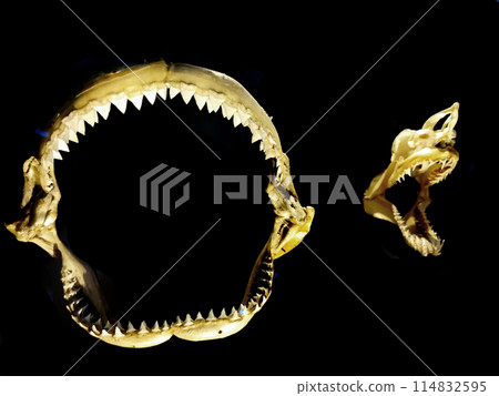 shark tooths isolated shark tooths isolated 114832595