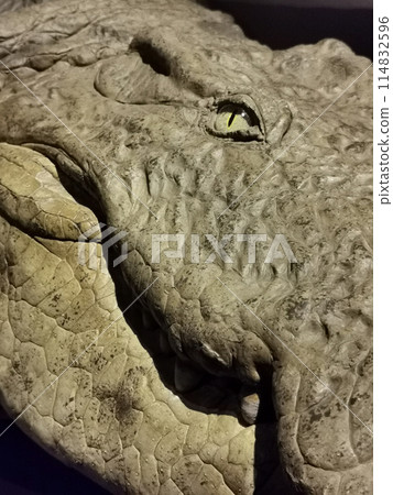 detail of aligator head 114832596