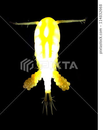 copepod on the black background 114832668