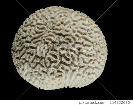 coral animal isolated coral animal isolated 114832680