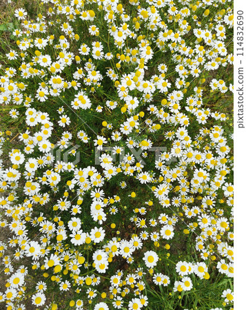 camomile field texture 114832690