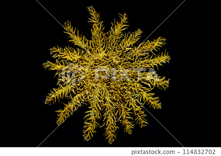 sea star isolated sea star isolated 114832702