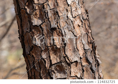 Red pine bark in spring forest park 114832725