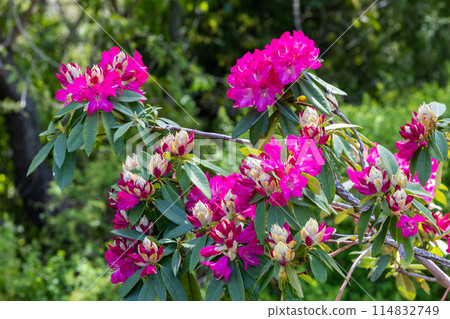 開花在森林裡的杜鵑花 開花在森林裡的杜鵑花 114832749