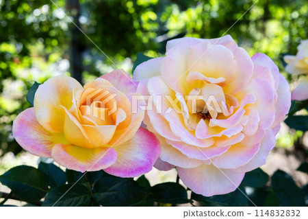 玫瑰園裡盛開的美麗的橙色和粉紅色漸變玫瑰花 114832832