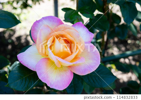 玫瑰園裡盛開的美麗的橙色和粉紅色漸變玫瑰花 114832833