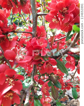 Bright red-orange Chaenomeles flowers on branches on a spring day in the garden. 114832891