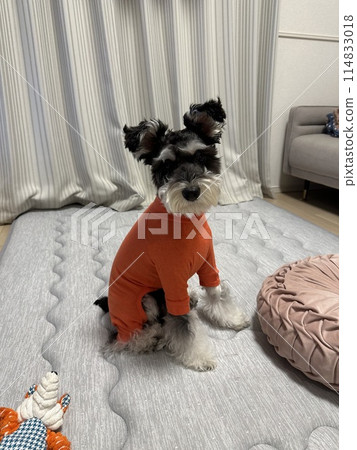 Dogs wearing tight clothes Dogs wearing tight clothes 114833018