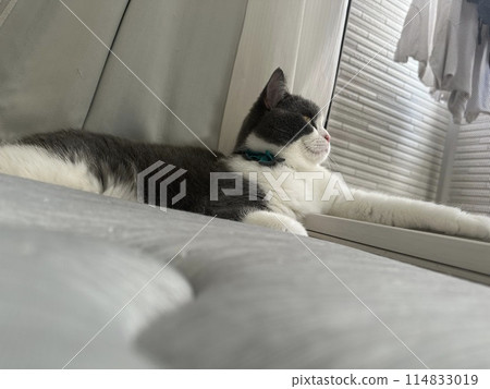 貓抬頭看著外面 貓抬頭看著外面 114833019